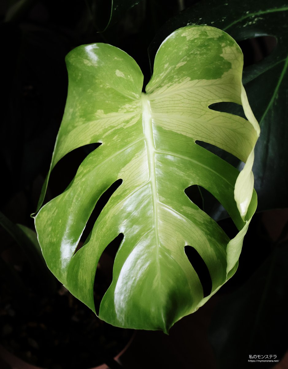 私のモンステラ (@mymonstera) / Posts / X