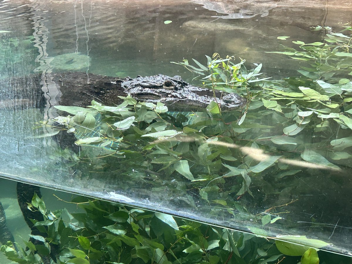 ワニ福祉向上し隊その6を書きました。詳細はこちら↓
hirakawazoo.jp/staffblog/alli…

＃ミシシッピワニ　＃平川動物公園　＃マグマシティ