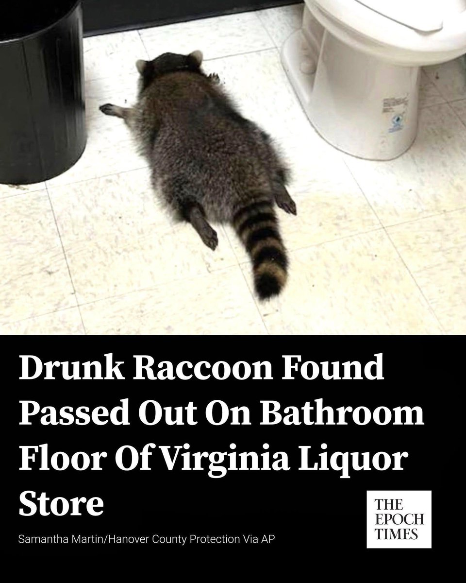 I think this is my spirit animal.