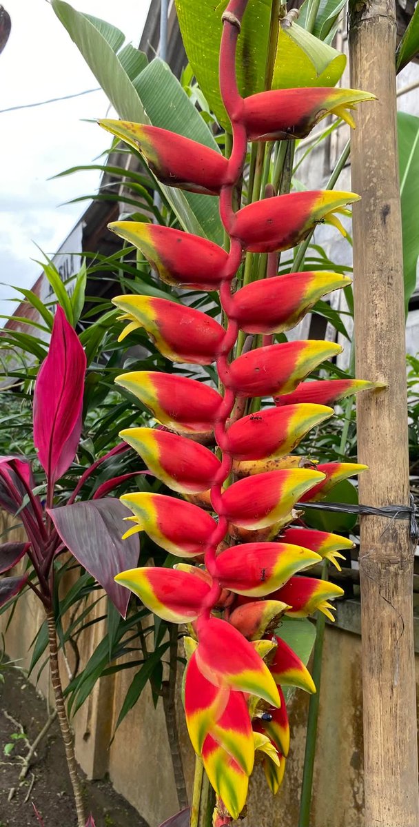 .
.
mereka yg hari ini bersinar
dulu pernah merangkak dlm gelap
menggenggam harapan yg nyaris padam tak pernah melepaskanya
ada saatnya kitapun akan bersinar terang
janganlah padam utk menerangi diri

doakan apapun yg ingin kamu menangkan
karna kemenangan dimulai dari keyakinan✨