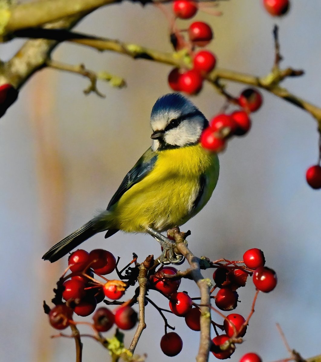 CarlBovisNature's tweet photo. Blue Tit and berries! 😍
 Taken yesterday at RSPB Greylake in Somerset. 😊🐦 https://t.co/ynpVvB8NY4