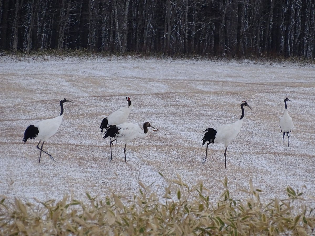 今朝は白くなるぐらいに雪が積もり、２組5羽のタンチョウが様子を見に来ました。タンチョウたちも給餌の開始をそわそわ待っているよう。もうちょっとお待ちを。
＃鶴居・伊藤タンチョウサンクチュアリ
＃タンチョウ