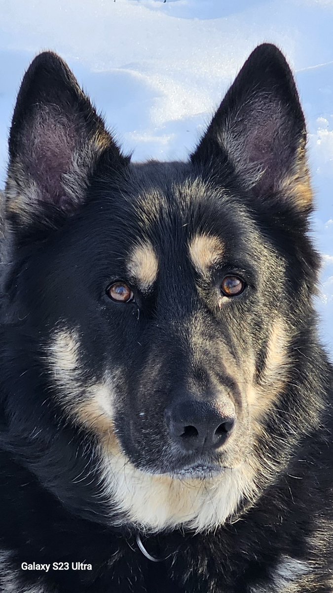 <a href="/K9Garm/">K9Garm</a> So precious and sweet 🫶🏼 Hello from our sweet boy Flynn 🖤🤎