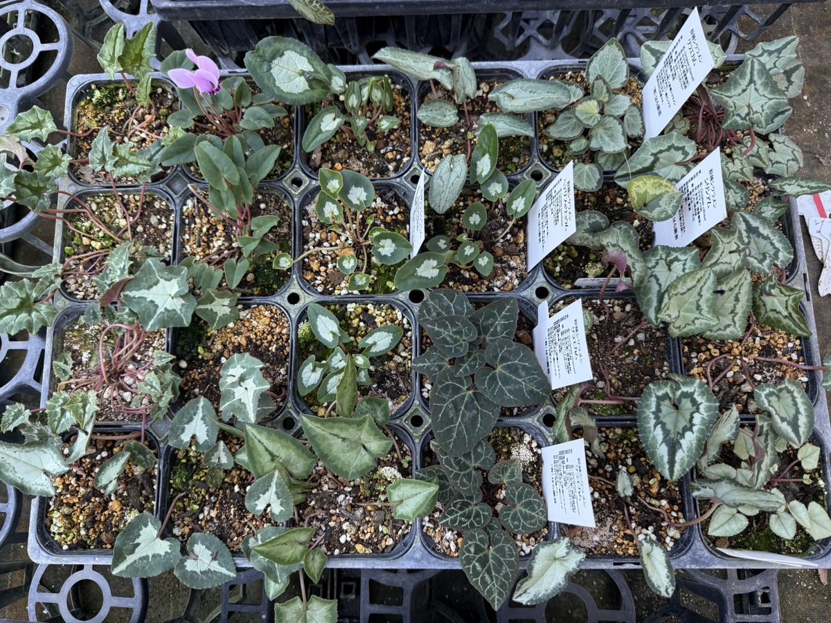 先日、花工房たんぽぽ様が仕入れにいらっしゃいました🤗🌼 希少な