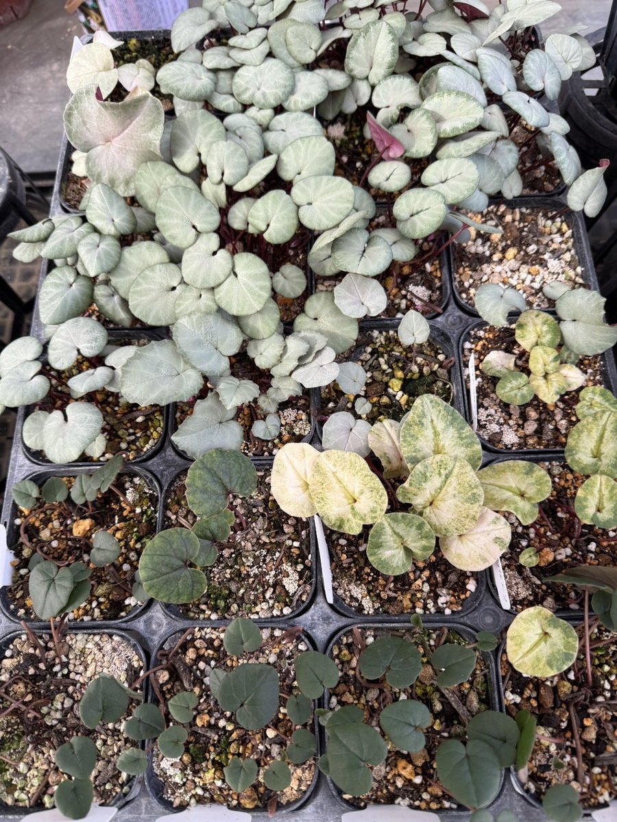 先日、花工房たんぽぽ様が仕入れにいらっしゃいました🤗🌼 希少な