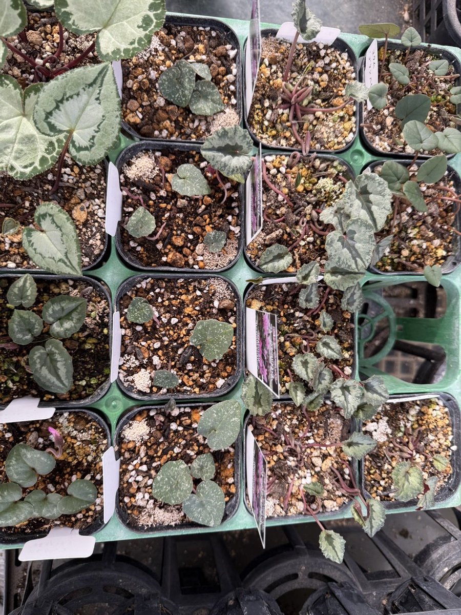 先日、花工房たんぽぽ様が仕入れにいらっしゃいました🤗🌼 希少な