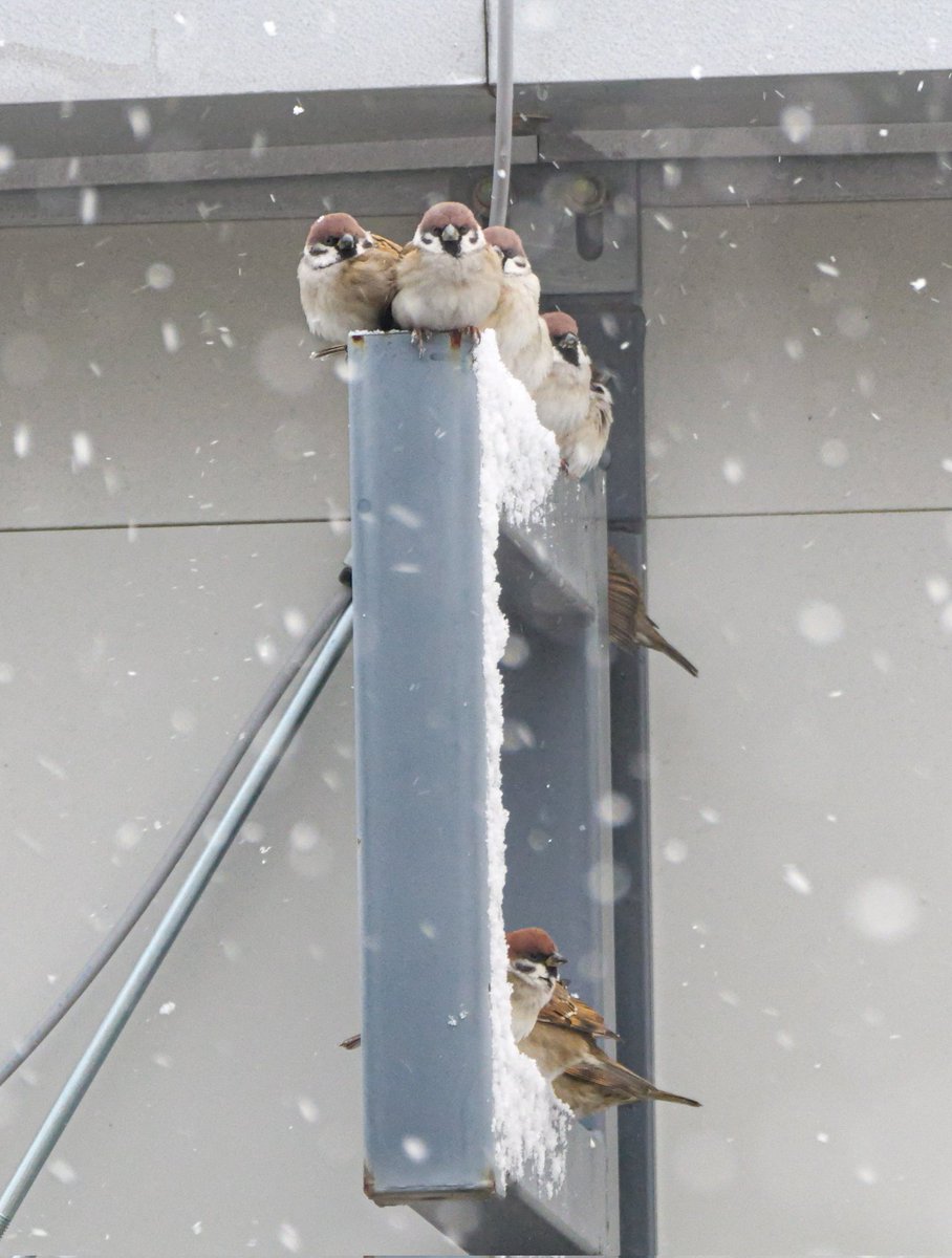今朝カーテン開けてみたら⋯
モフチュンたちが雪宿りしてた❄

#雀 #スズメ
#モフ曜日 
#とりかわいいね