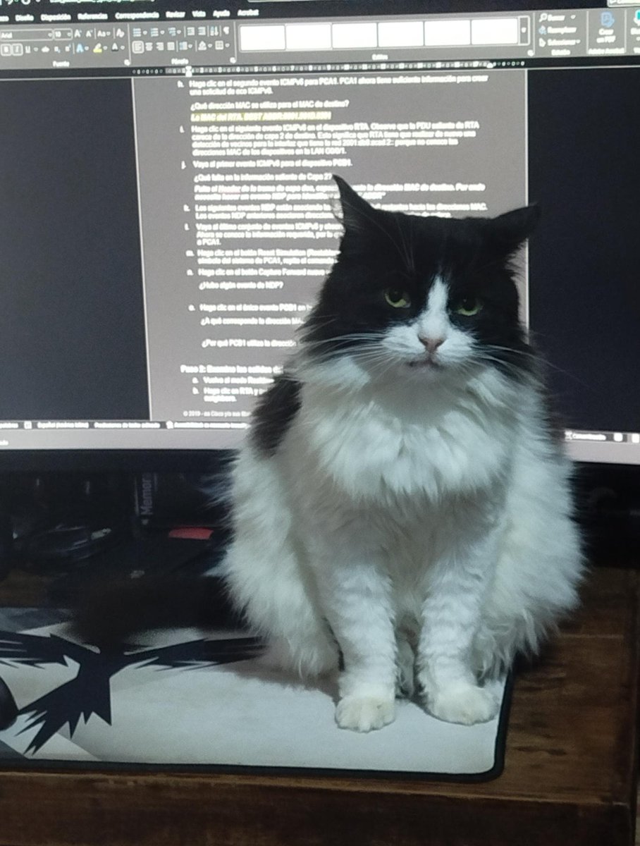 No estoy gorda. Sólo estoy llenita de amorsh 😻
Phoebe