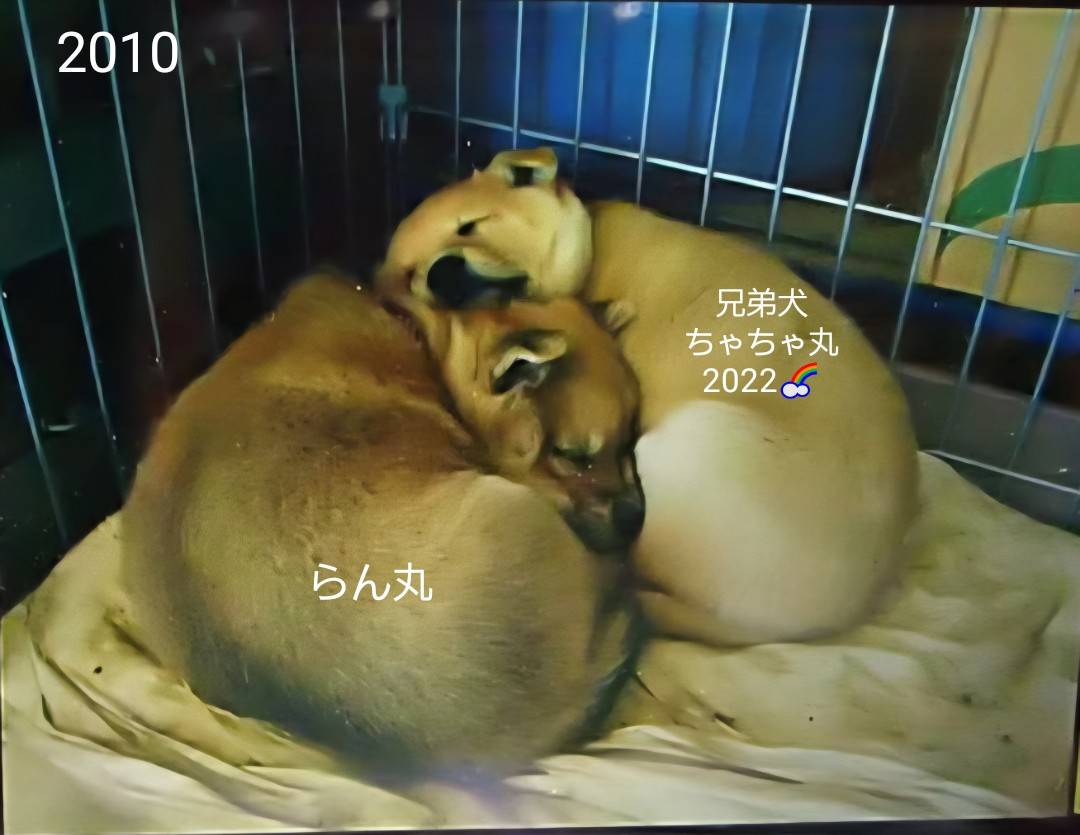 lostdog_ranmaru's tweet photo. また、家族と相談して賛否両論あるセルフRPや複数のらん丸に関するポストは控えておりましたが、今後は可能な限り実施していく予定です。(基本は以前と同様にSNS・迷子犬情報の検索・保健所の情報確認メインです) https://t.co/tfjsq7cmS7