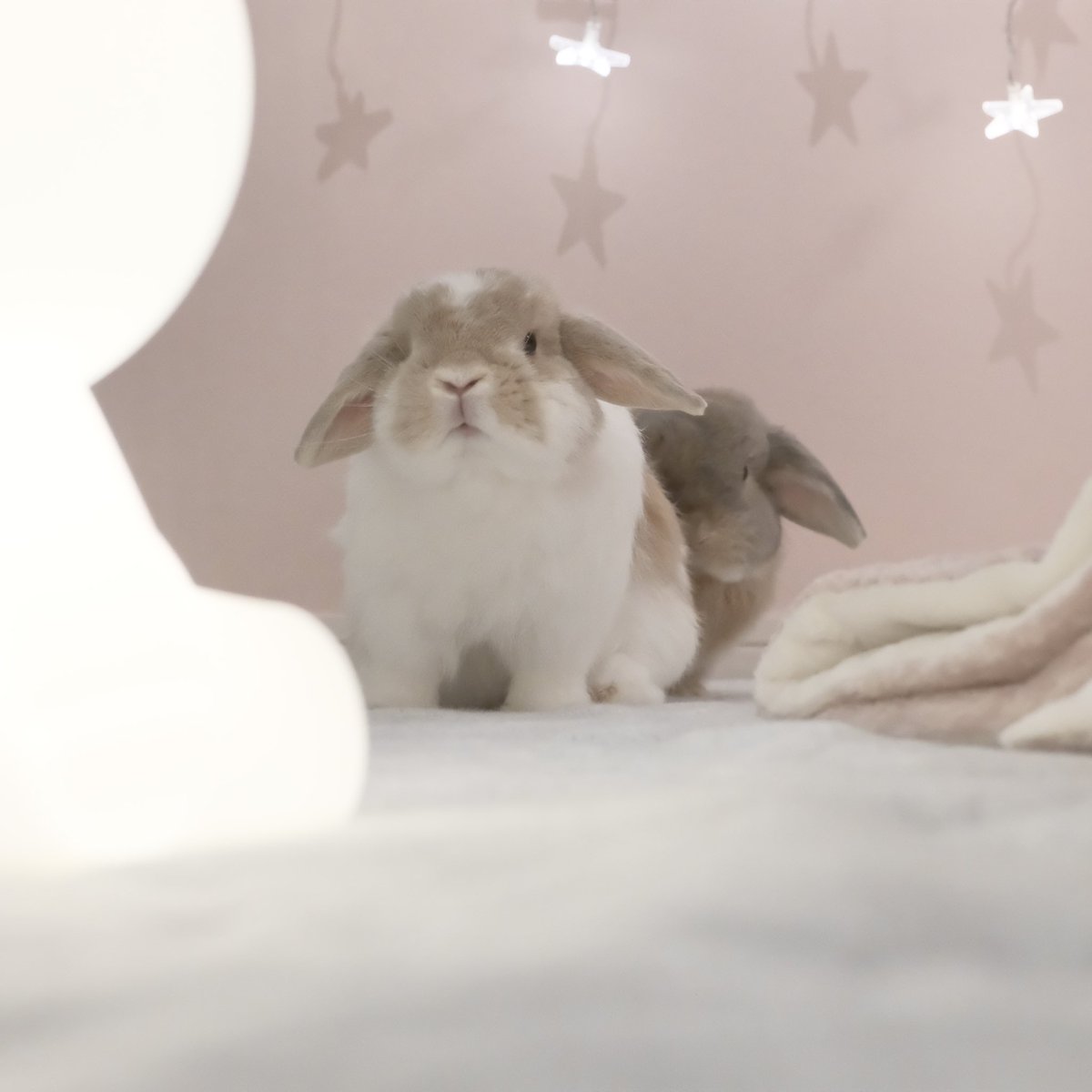 チビ太(CHIBITA🐰)のママ太 (@piccolocibi) / Posts / X