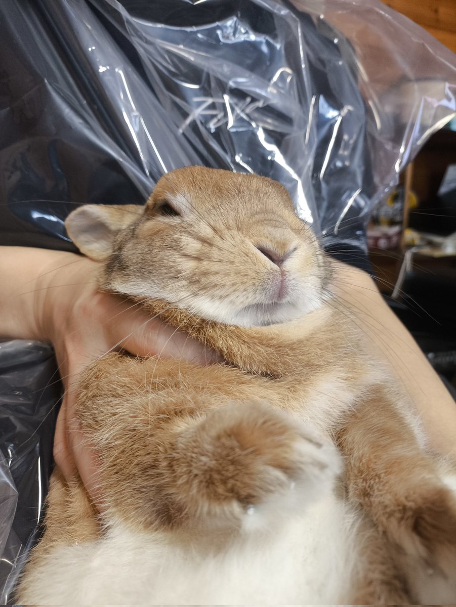 rabbit_wara's tweet photo. 爪切り後
#うさぎのいる暮らし https://t.co/2VofXqtji8