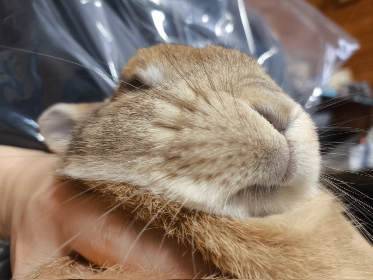 rabbit_wara's tweet photo. 爪切り後
#うさぎのいる暮らし https://t.co/2VofXqtji8