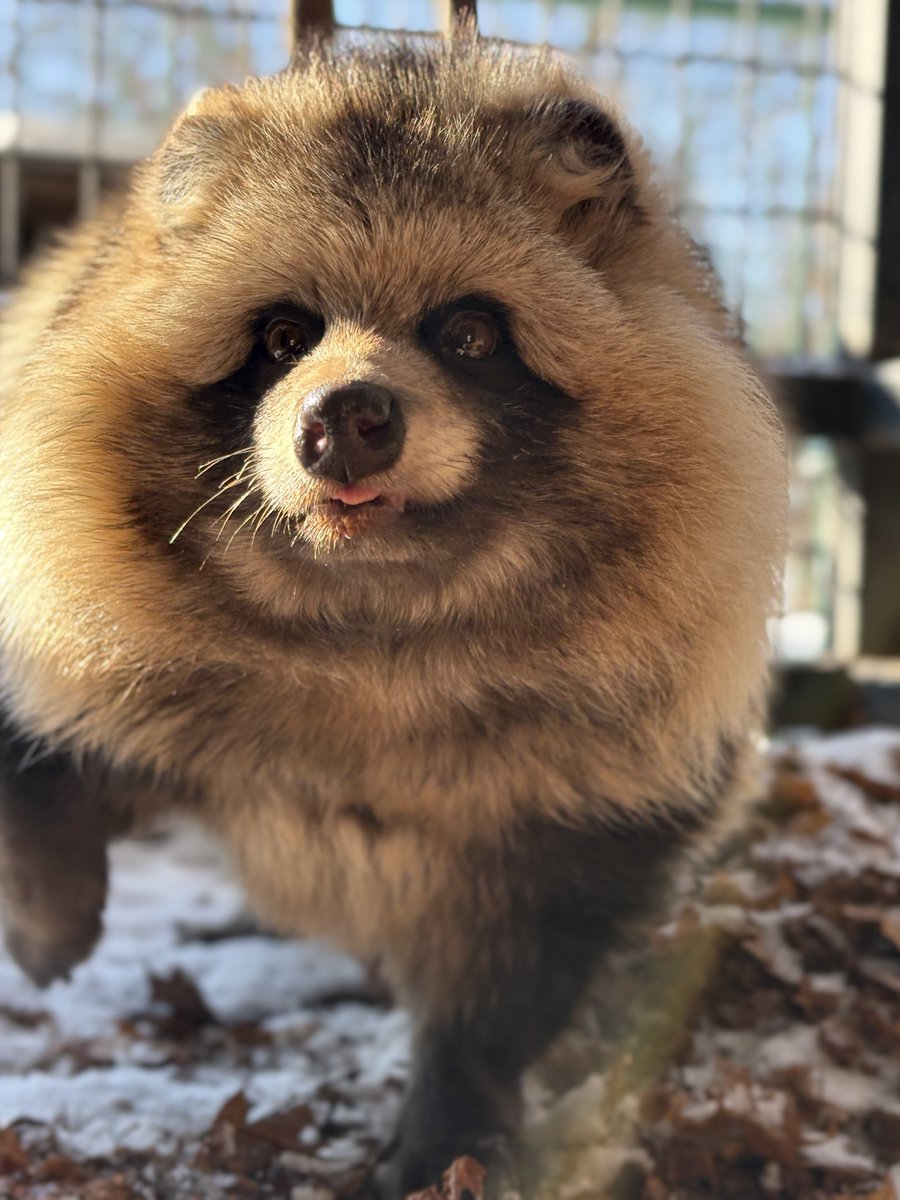 obizoo_official's tweet image. 視線の先には。
#エゾタヌキ     #raccoondog
#モユクカムイ #今日のたぬき
#副担当撮影　
※現在閉園期間中
※12月6日（土）から冬期開園開始します。