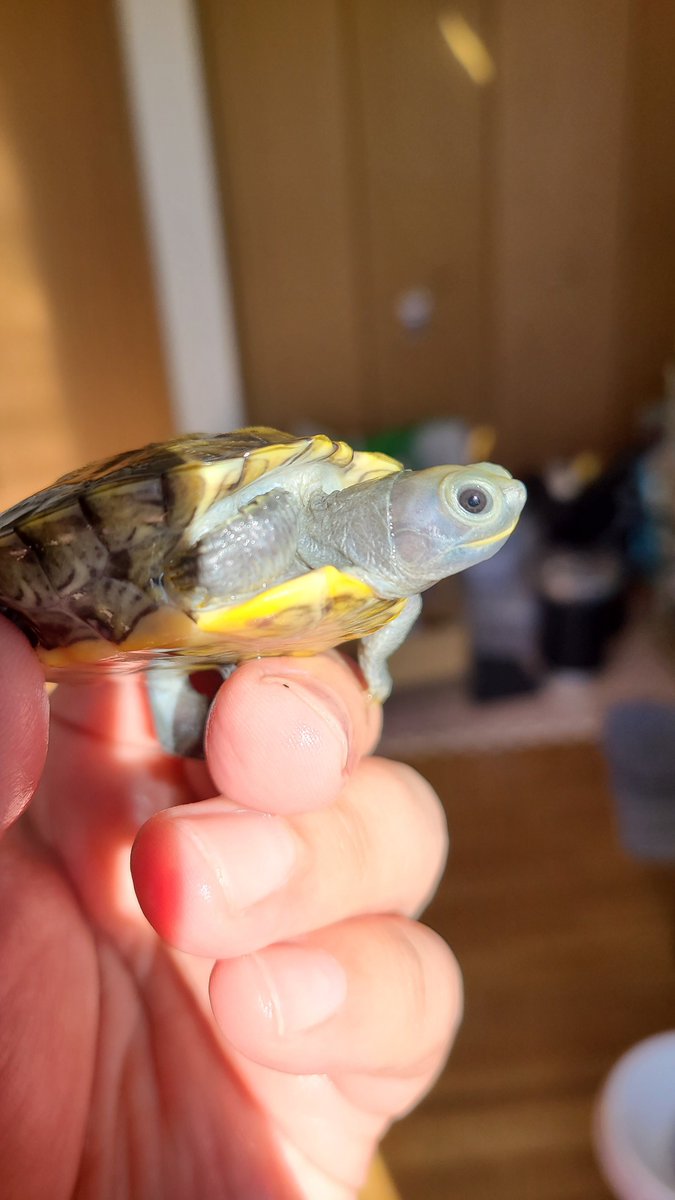 亀です ゆ@カメ部屋 (@yu_turtle_room) / Posts / X