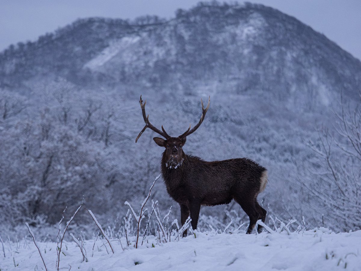 里山の主⛰ 📷M.ZUIKO DIGITAL ED 50-200mm F2.8 IS PRO