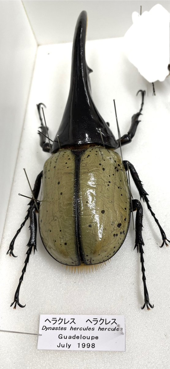 今日の逸品！ DH ヘラクレス WILD 146mm （1998年） 最近では入手困難