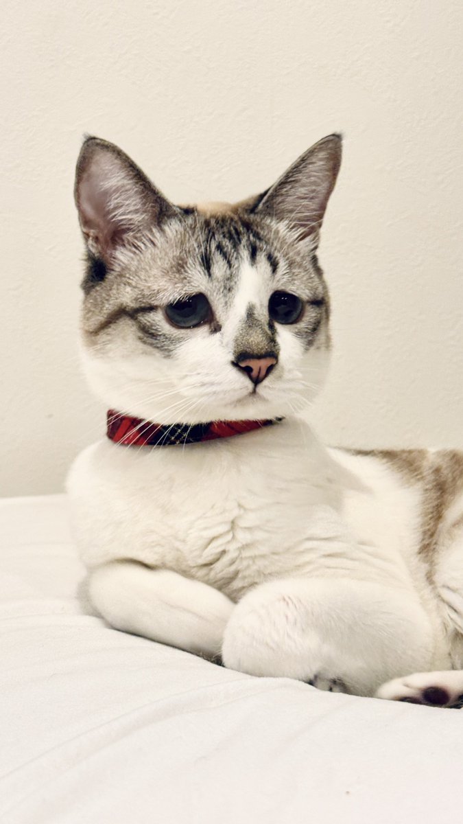 ぴえん猫ミント (@piennekomint) / Posts / X