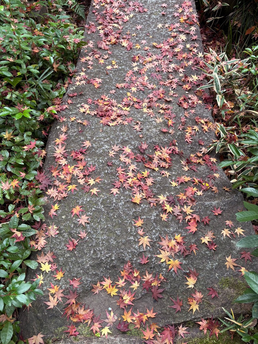 【12/3-5 #南青山で紅葉狩り】
12月7日（日）まで開催中の「伊勢物語」展にお越しの際は、どうぞ紅葉もお楽しみください。今週3日間だけは、普段は閉じている庭園内の茶庭を開放しています（お茶会でご利用中の茶室は除く）。 #nezumuseum