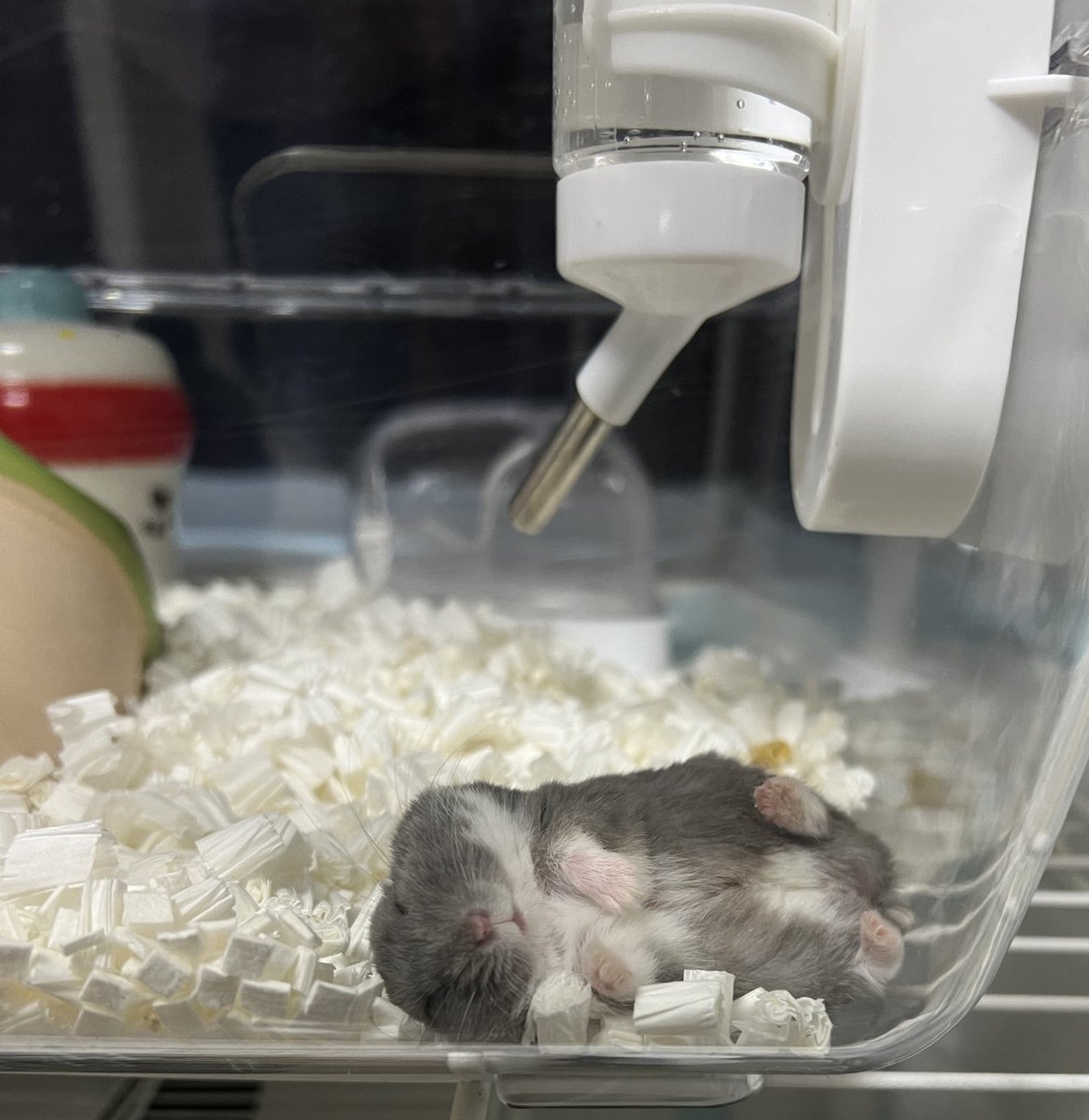 ハムスターの画像貼り付け場 Community on X - 6.9K Members