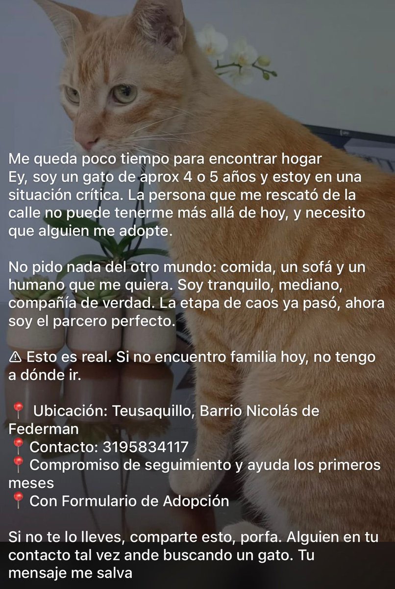 URGENTE! Este gatito quedará sin hogar💔
📍Bogotá. Buscan hogar de paso o adoptivo para él 🙏🏻