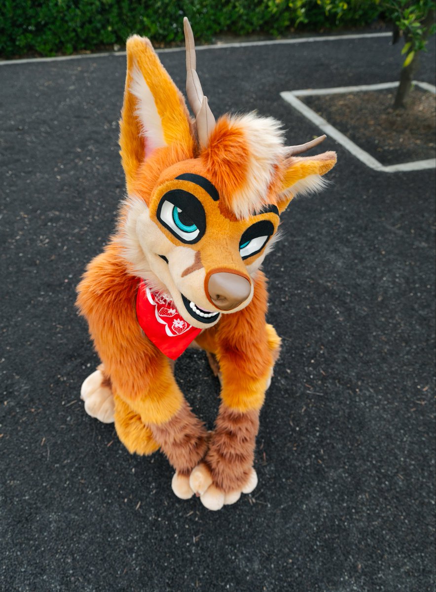 MFF tomorrow, I’m gonna frolic crazy style in the sub-freezing weather ❄️🧡🦌

📸: <a href="/_CrowCreations_/">Crow Creations Fur-tography! 🔜 ANW+FC+NFC+TFF+..!</a>