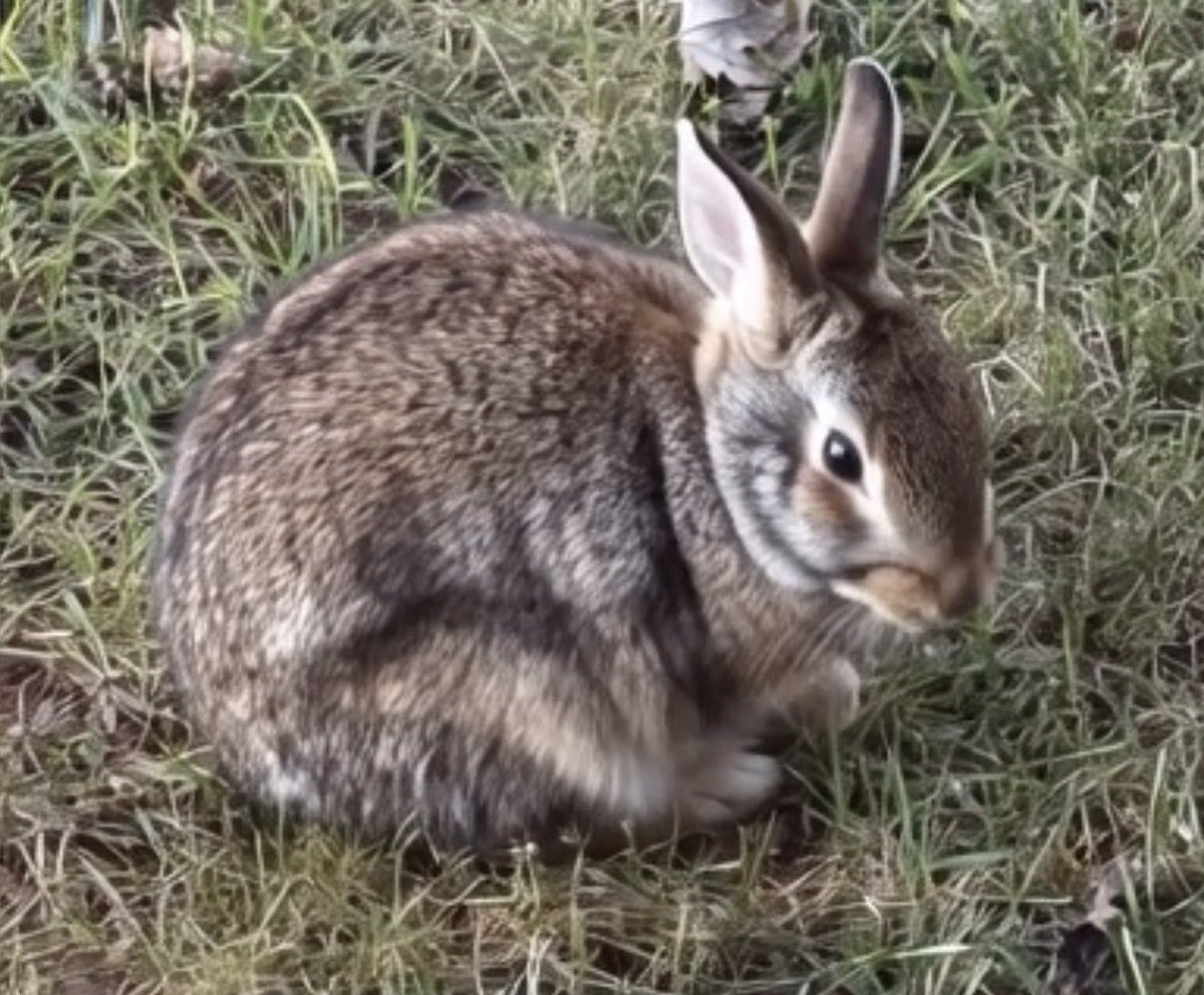 sharpchr81's tweet image. Another critter skulking around in my back yard.