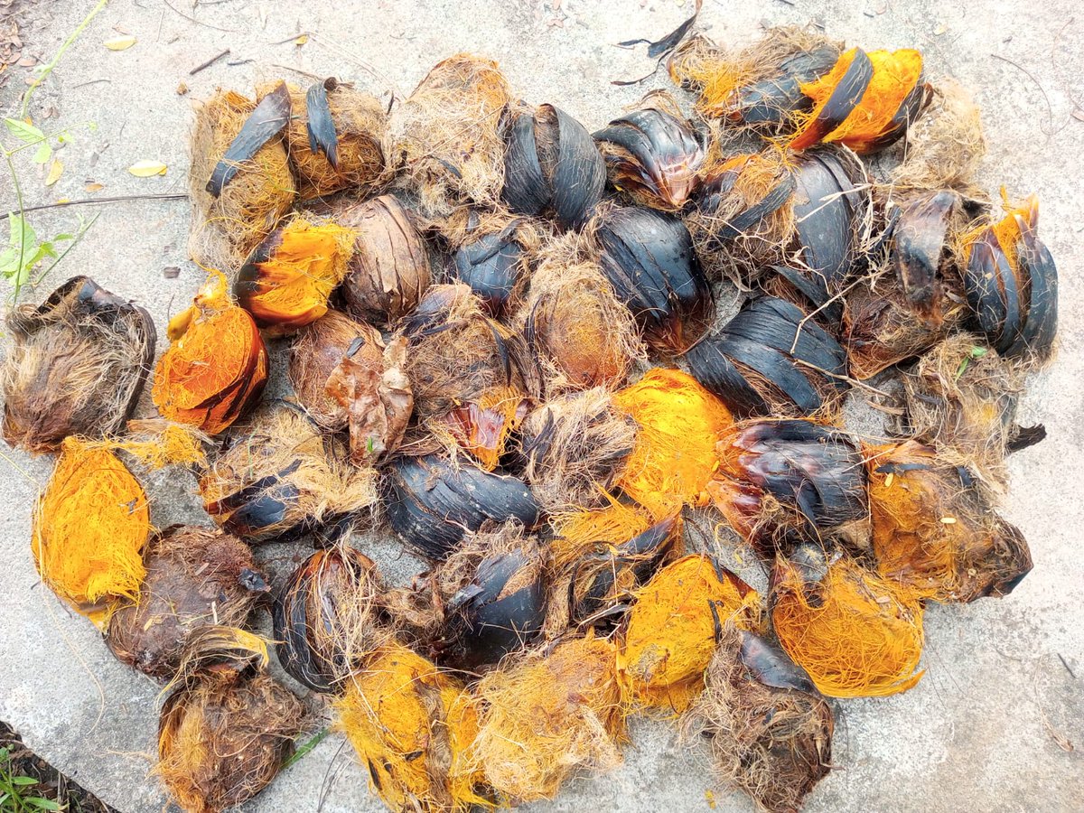 #Palm trees were planted at the #Nanneer project location, #Nangathal Lake in 
Pothur.
schoolsinaction.wordpress.com/2025/12/02/%e0…