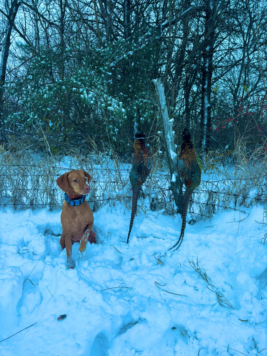 smalltownkid13's tweet photo. Getting the dog out and a few birds down before deer opener this weekend!
And no, she doesn’t like to look at the camera. Like ever.
#vizsla #pheasants #16ga
@pheasants4ever @BobStPierre https://t.co/pXieEh0sYb