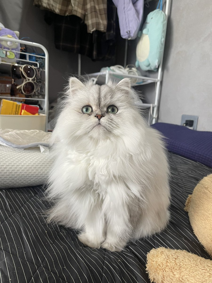 狐火 (@kituneno_sippo) / Posts and Replies / X