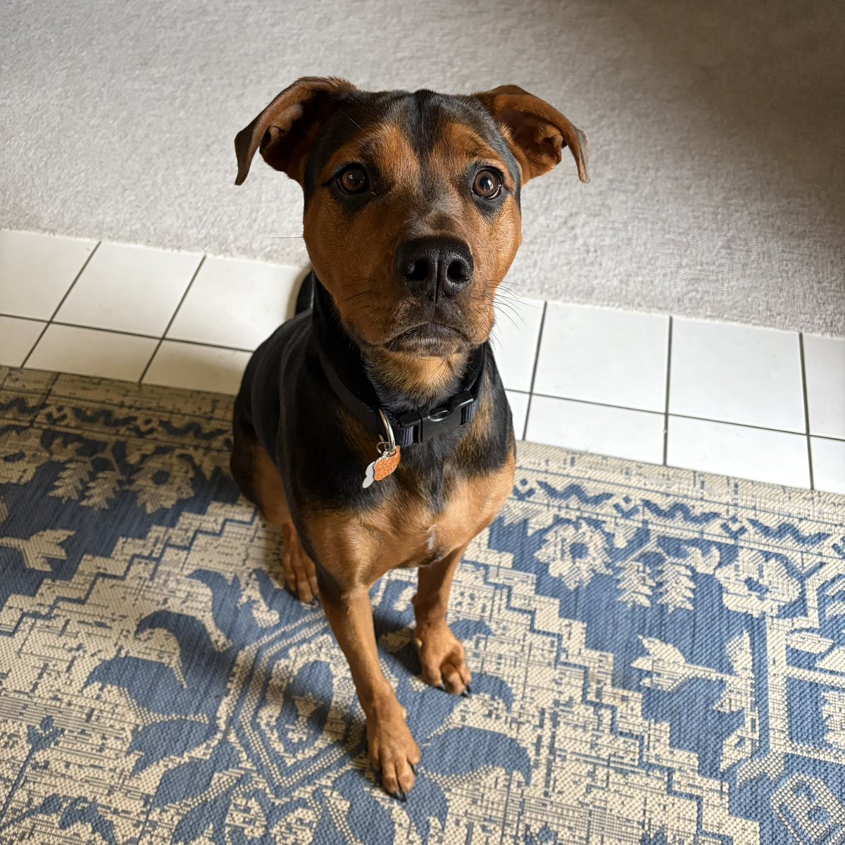 TechOperator's tweet image. This guy is about a year old now and still very much a puppy. 🐾