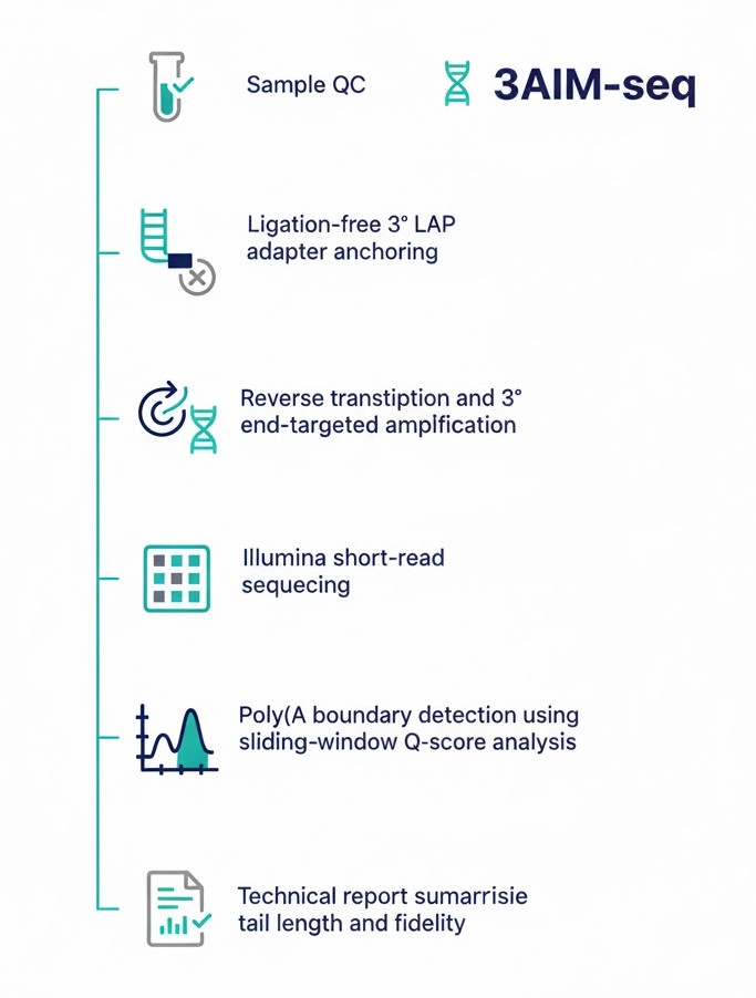 CDGenomics2005's tweet image. Gene expression levels are only half the picture. 3AIM-seq captures precise Poly(A) sites to reveal hidden Alternative Polyadenylation (APA) events. Stop overlooking 3&apos; UTR complexity in your data.
Explore the tech: rna.cd-genomics.com/3aim-seq.html
#Transcriptomics #RNA