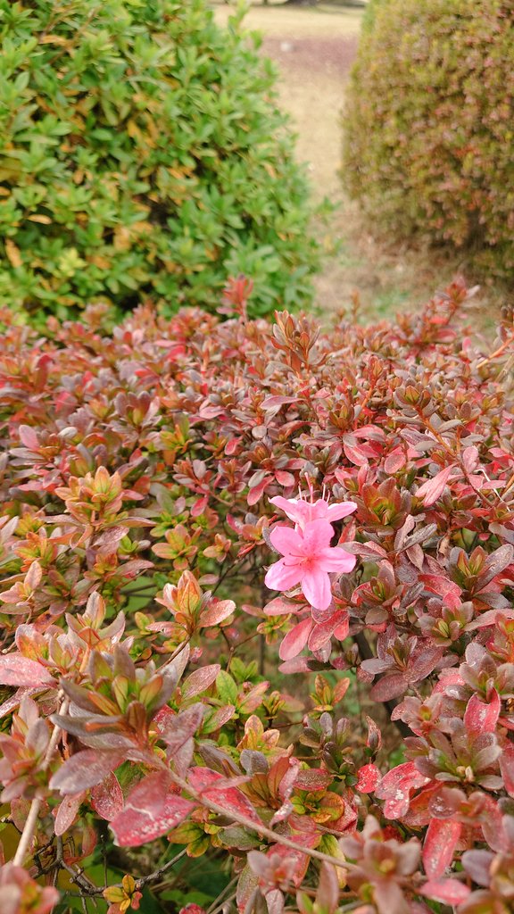 Xperia #花好きな人と繋がりたい 狂い咲き。冬のサクラ 冬のツツジ