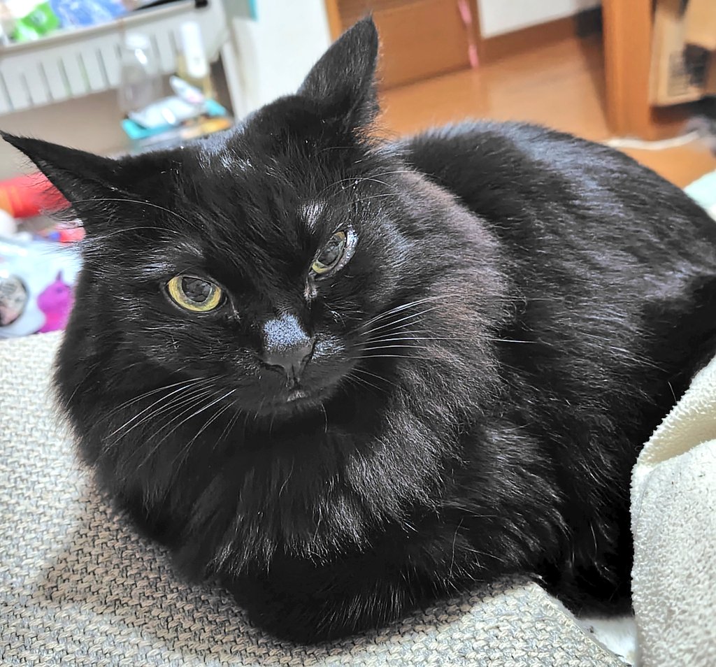 ひーちゃんがみんなのおなやみきいてあげるのれしゅ」 「…でもおねむ