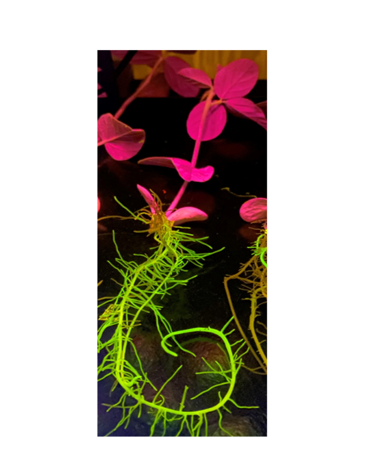 Mitchum Lab tweet media