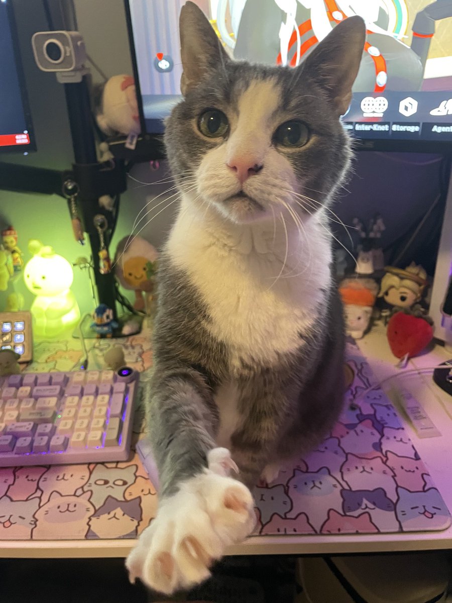 katchitchats's tweet photo. nothing like crying because your cat unexpectedly passed earlier this year and now you can recreate him in fortnite to hang out with forever, my sweet boy https://t.co/FFxV8XlVMj