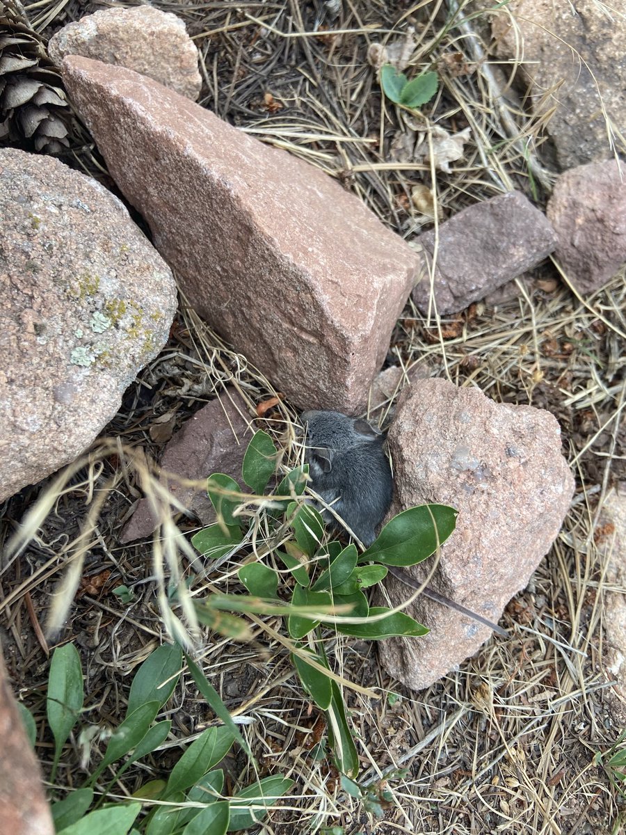 Look at this little critter I found a recent walk