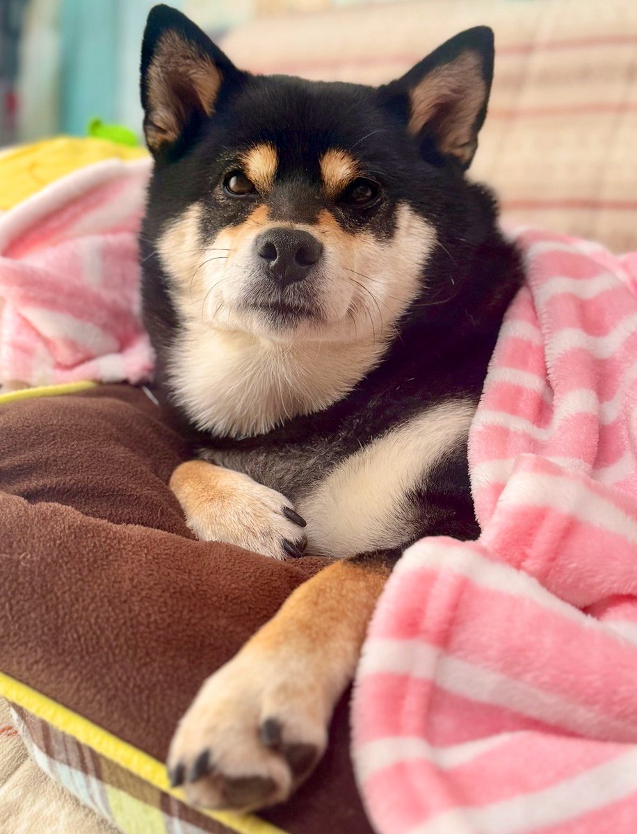 🐕ぽちゃこつ7.18🐕 (@SKotsu) / Posts / X