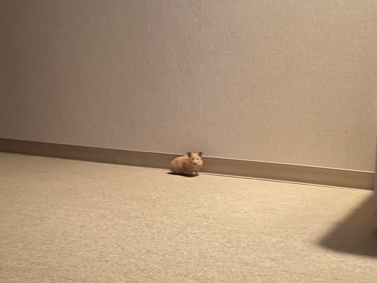 部屋んぽ中の写真こんなばっか、かわいい