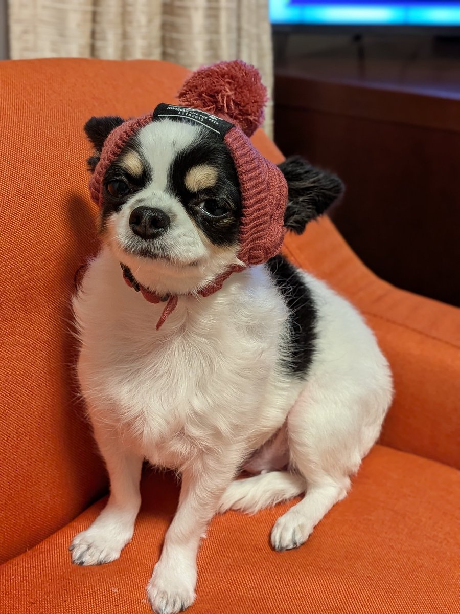 犬用 (@Y6w1erIZKKgi9fE) on X