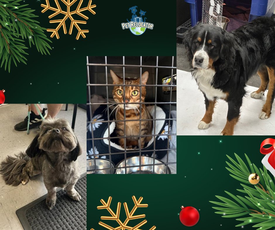 PetRelocator's tweet image. Have you seen any cuter clients?!? 🐕🐈

No, you haven't 😘😘

#PetRelocator #PetRelocation #Pets #PetReunions #FamilyFirst #WeLovePets #PetRelocatorTeam #PetShippingExperts #PetShipping #DogShipping #DogTransport #PetTransport #Militarypcs #InternationalTravel