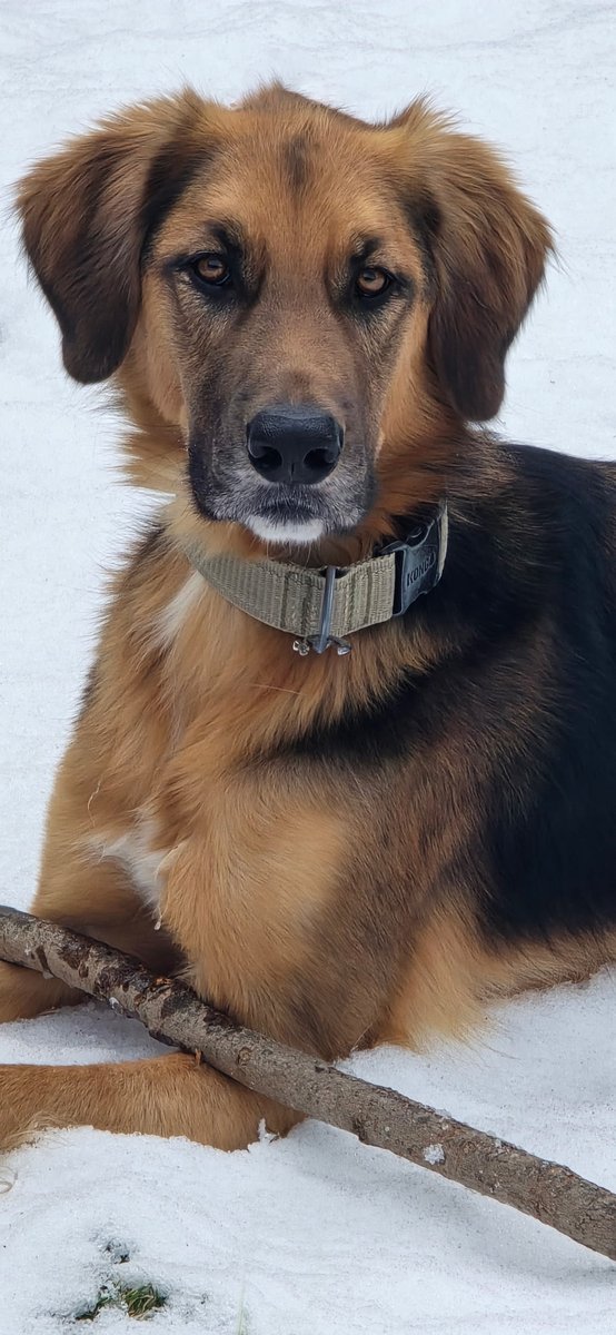 I’ll admit it, the love I have for this guy is beyond words. He’s my grand-puppy and our walks together bring me an inner peace that those who have animals will understand. When he digs holes in my backyard that’s another story ROFL 🐾❤️