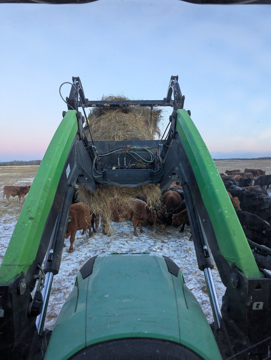 A "new to me" 3 year old slough hay bale treat as the grazing season winds down for the herd.