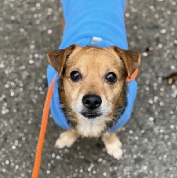 nyc_lilpaws2025's tweet image. Luisito has been adopted 🥳
May he never see a shelter again
