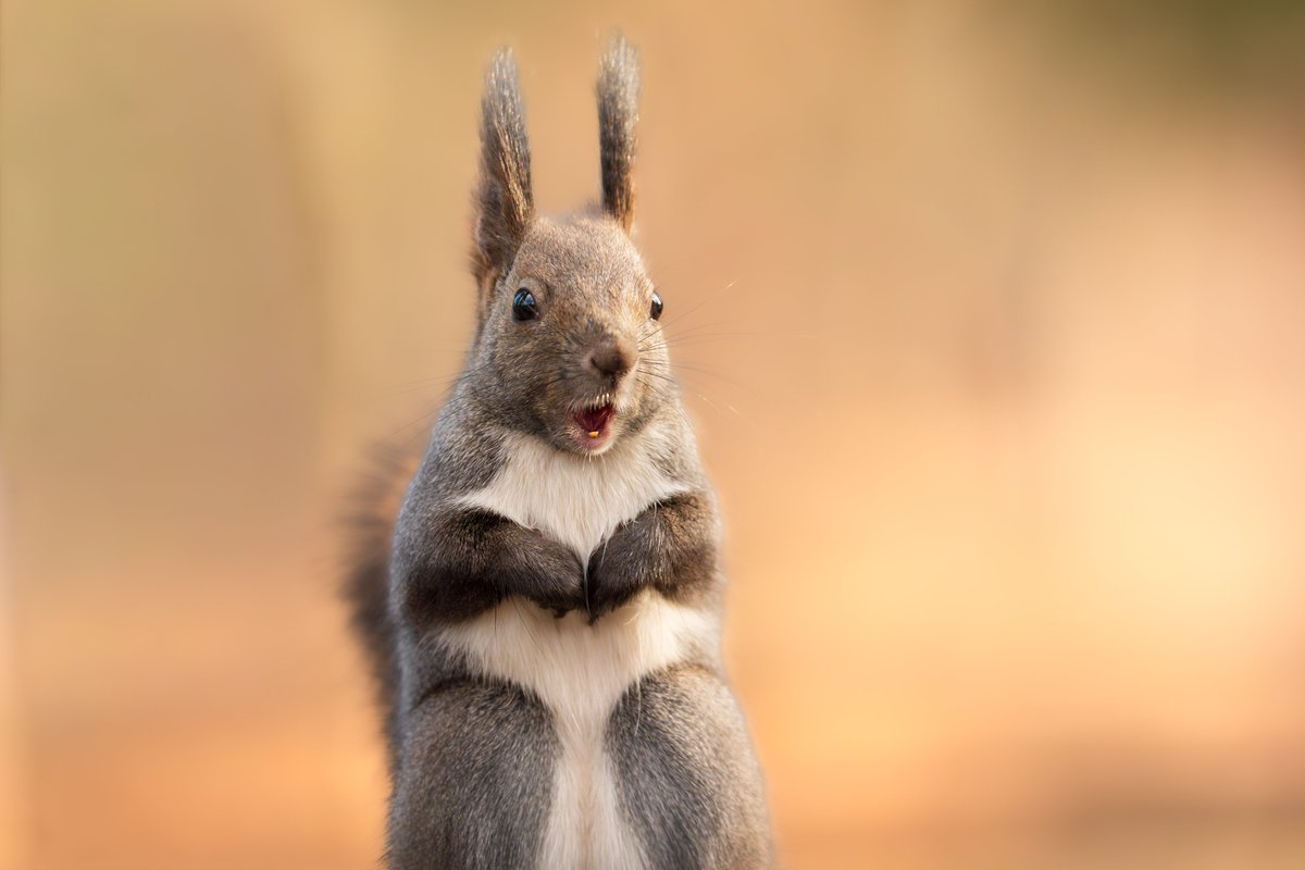 エゾリスのポートレート

いきなり⛄️降りすぎて、🌡️寒すぎて、路面🧊ツルツルすぎて、今こんな感じ。