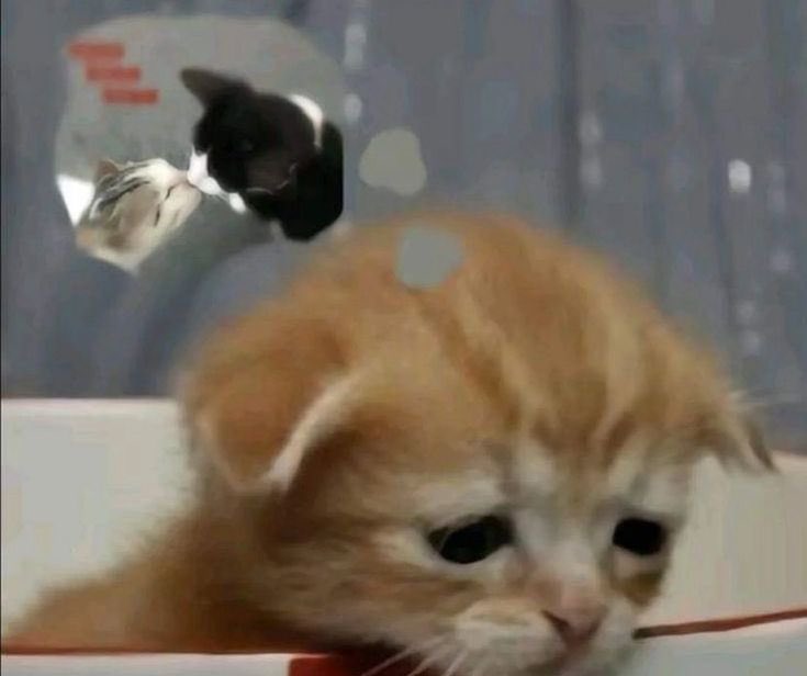 cats.jpg (@catsdotjpg) on Twitter photo 