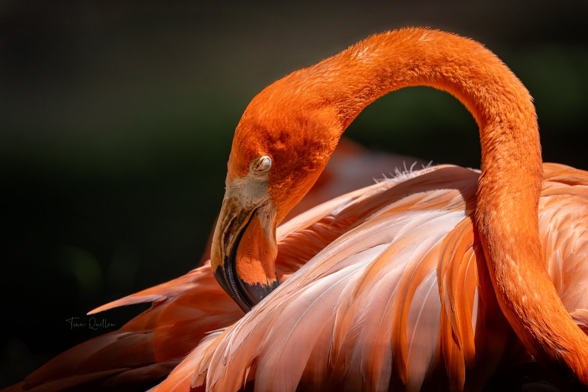 aHeartSoFull's tweet image. Share your Orange Images 🧡

#flamingo #zoo #birdphotography