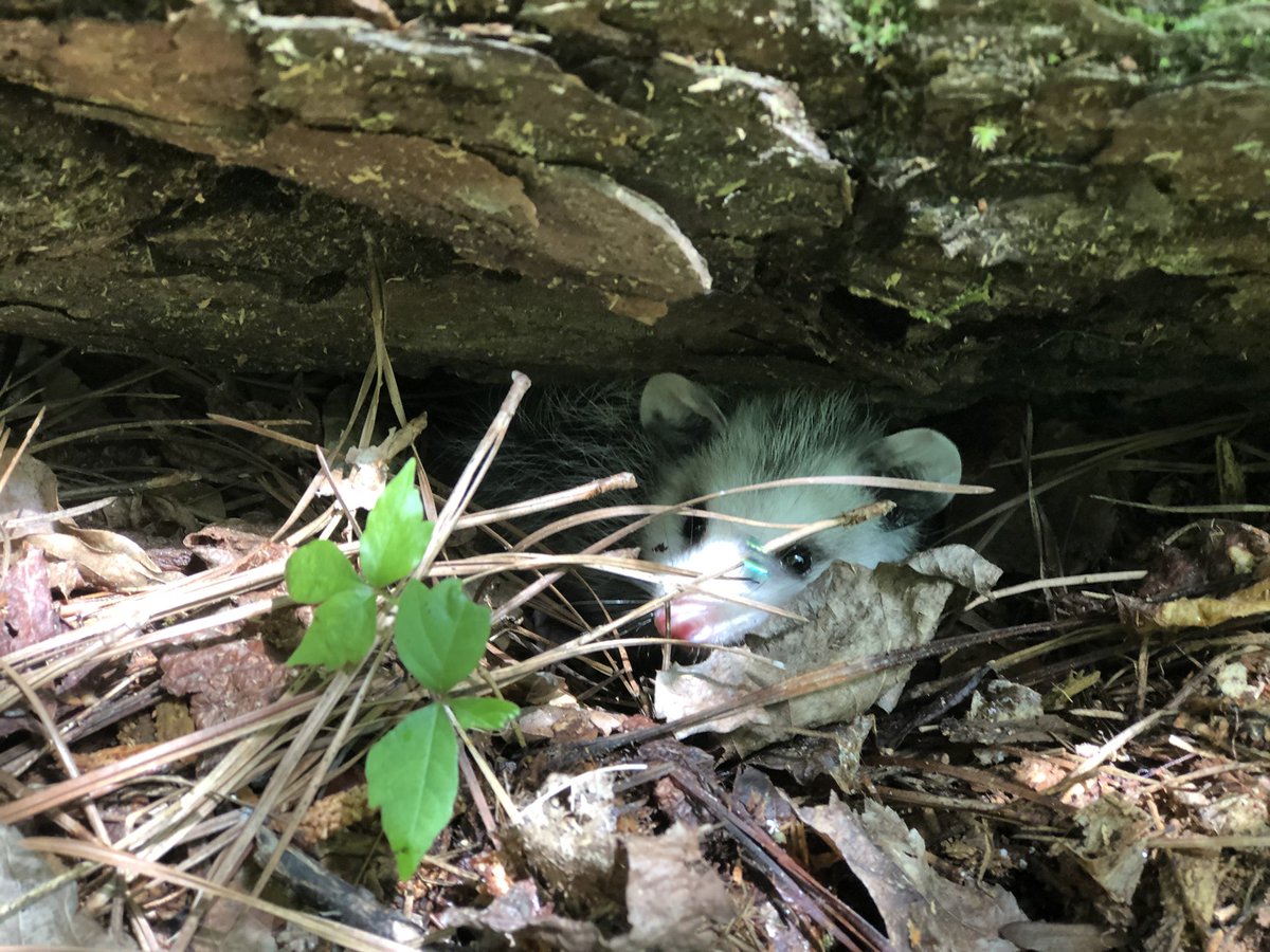 Possumeveryhour.io tweet media