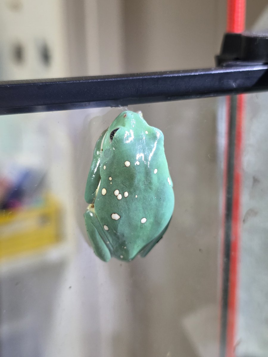 この子がいちばんスポットが多いかな？✨️ #メキシコフトアマガエル