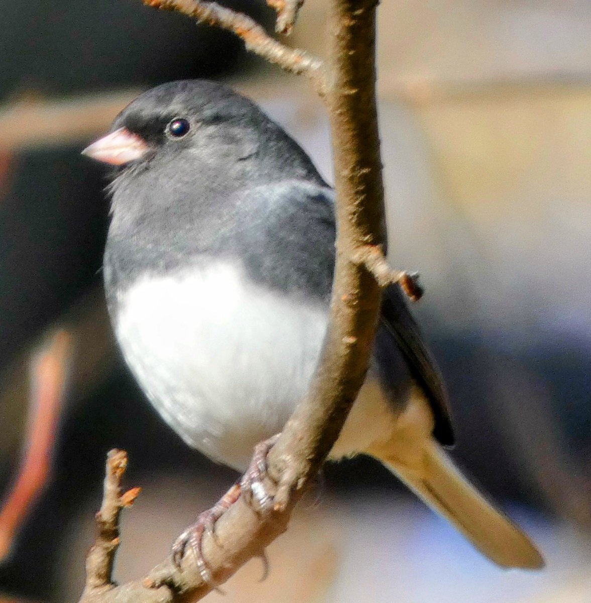 theaterlover1's tweet image. Dark eyed junco Wednesday in @CentralParkNYC #BirdTwitter #BirdsSeenIn2025  #birdcpp