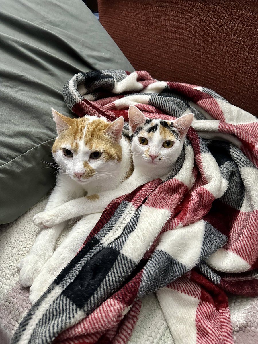 Kiwi & Goose tweet media